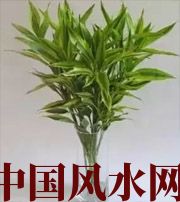 安庆十二生肖养什么植物最旺财运？你知道吗！